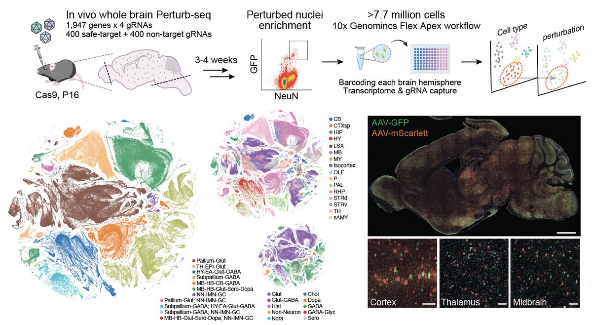 Xin Jin, PhD tweet media