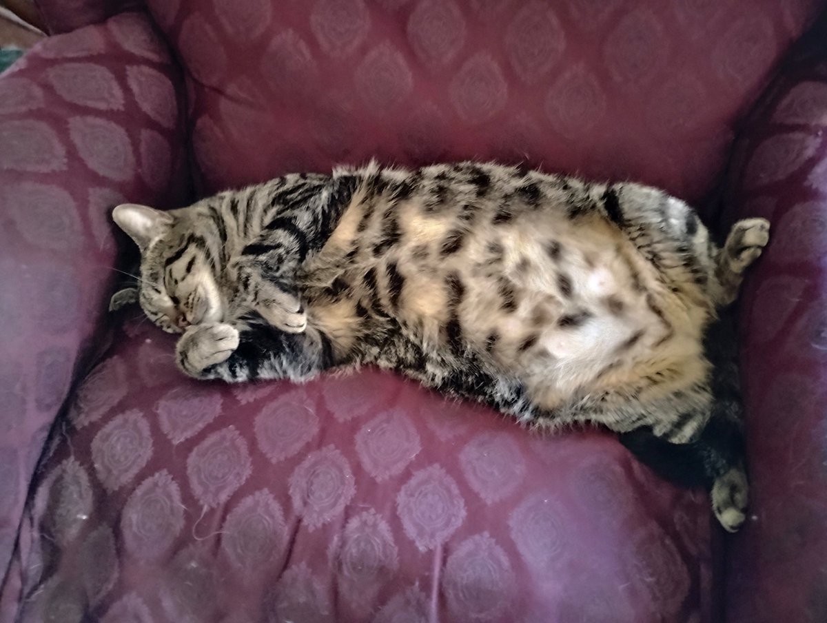 President Mr Pumpkin tweet media