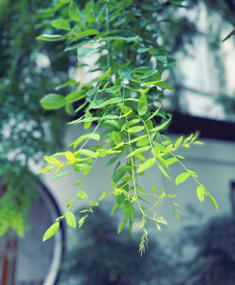 Wall Street Pepe | Official Announcements tweet media