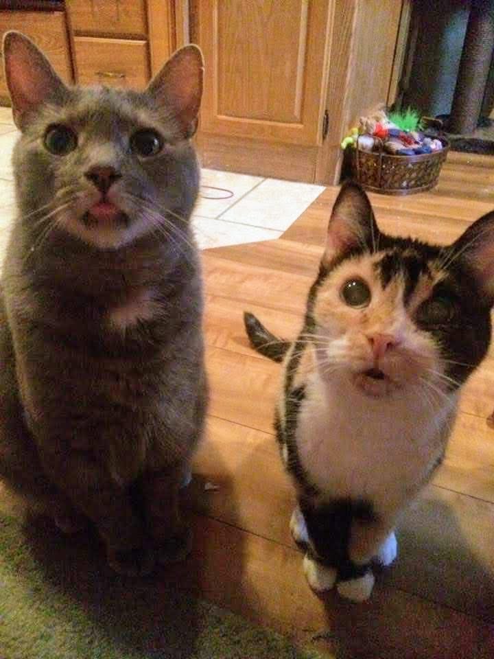 Living Like Outlaws tweet media