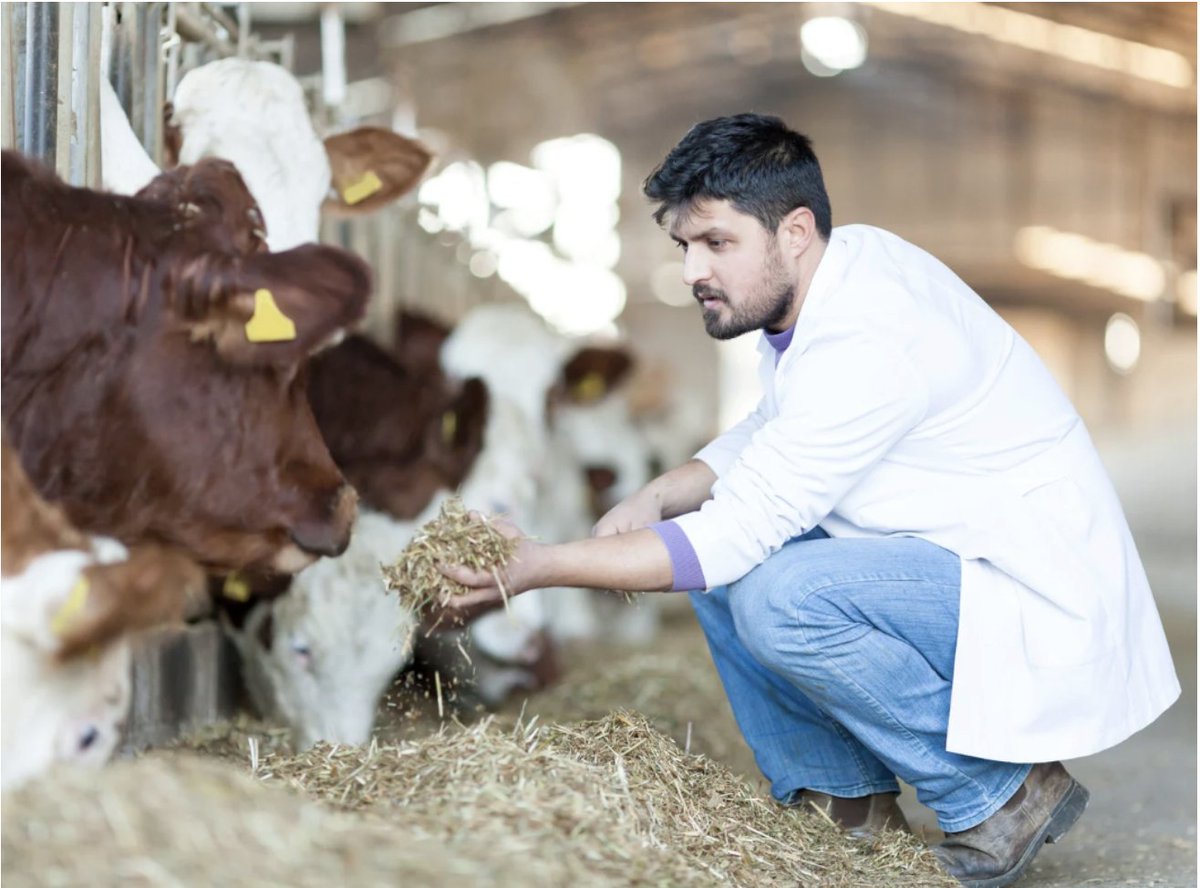 BeefWeb.com tweet media