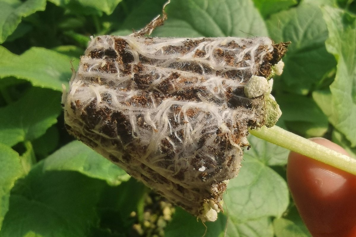 Adriana.Diamond tweet media