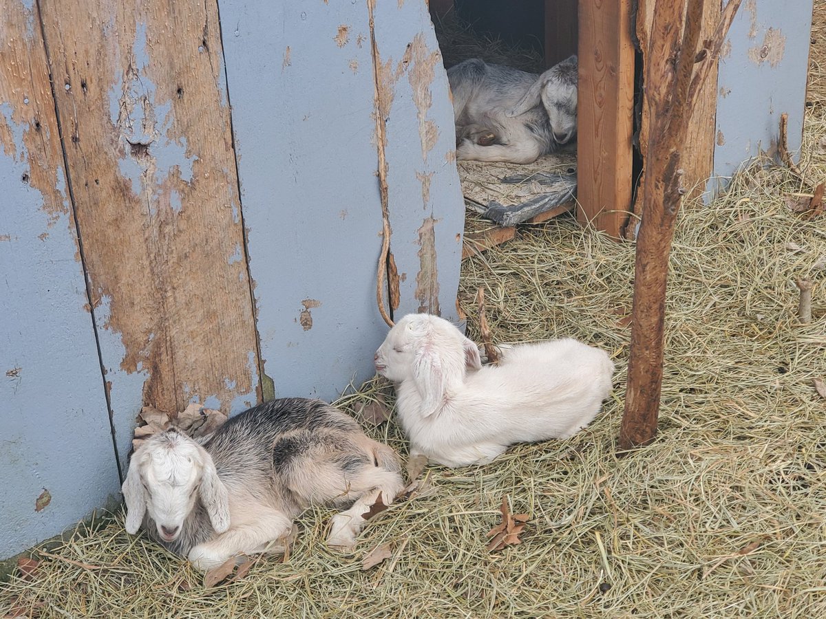 Les Proctor tweet media