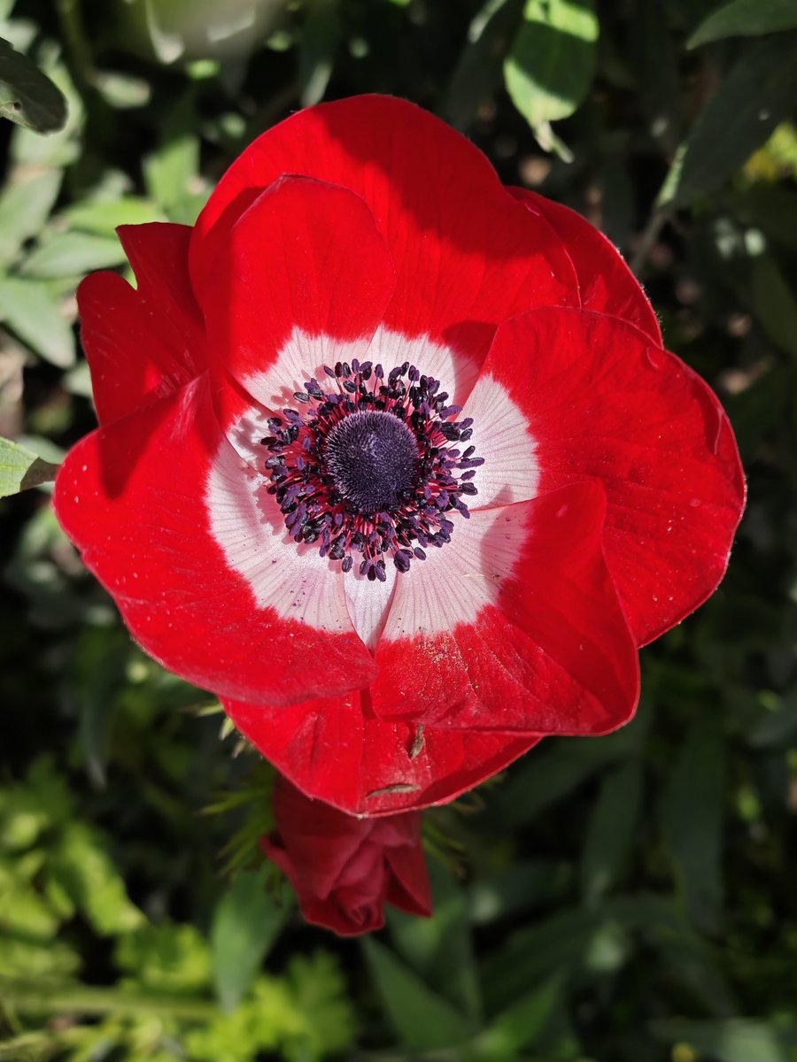 KatySnchez's tweet image. Anemone coronaria, comúnmente conocida como anémona de flor o anémona de jardín. #flor #naturaleza #jardin #hacerfotos