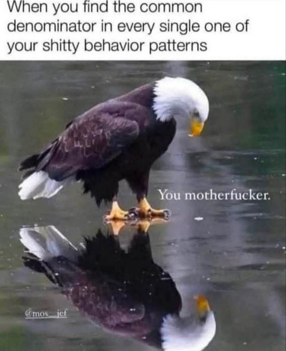 TheOnceAndFutureTimbo 🐈‍⬛🐦‍⬛ tweet media