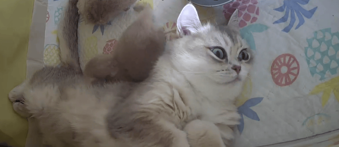 Lal chart Mandal tweet media