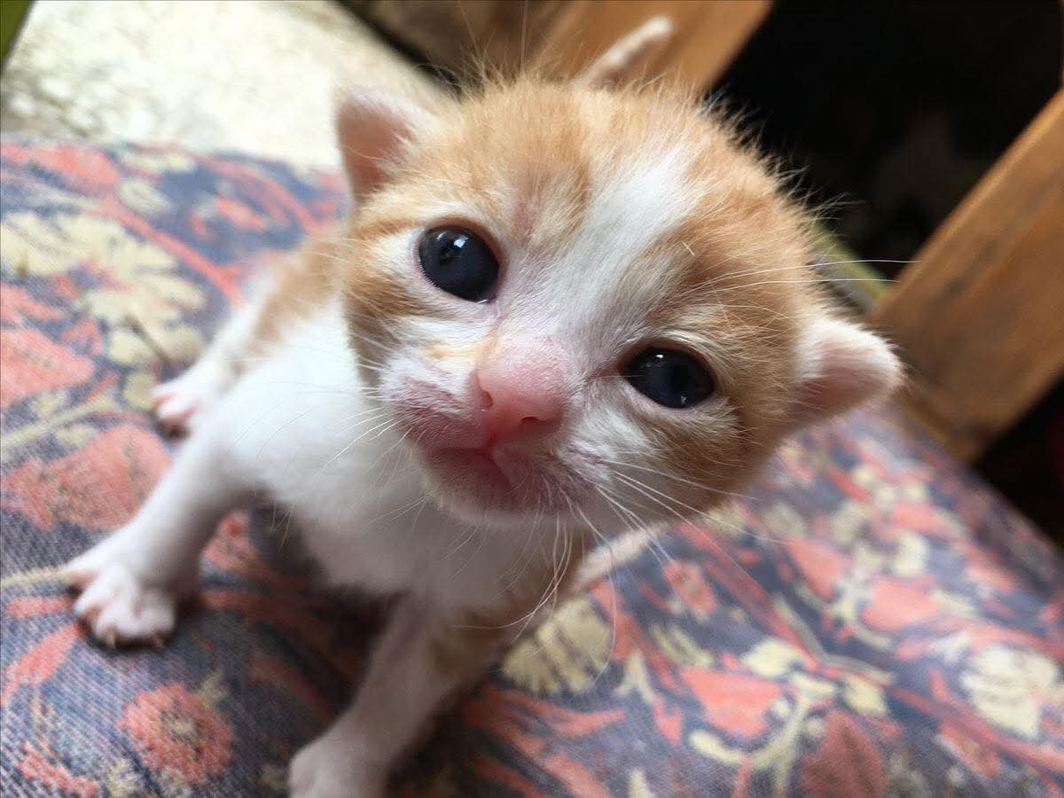 Eepy Sleepy 🐸💤 Phase Connect tweet media