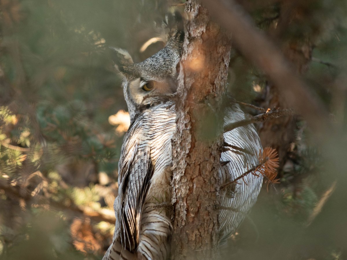 Credit Valley Conservation tweet media