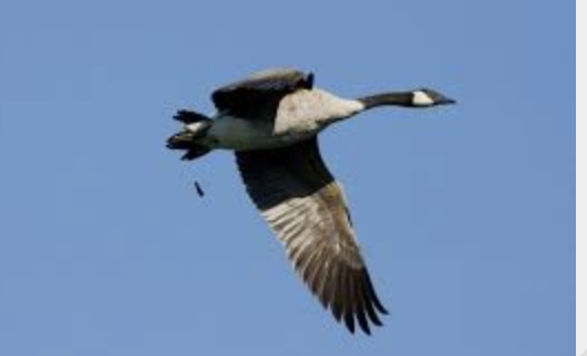 Marty Chargin tweet media