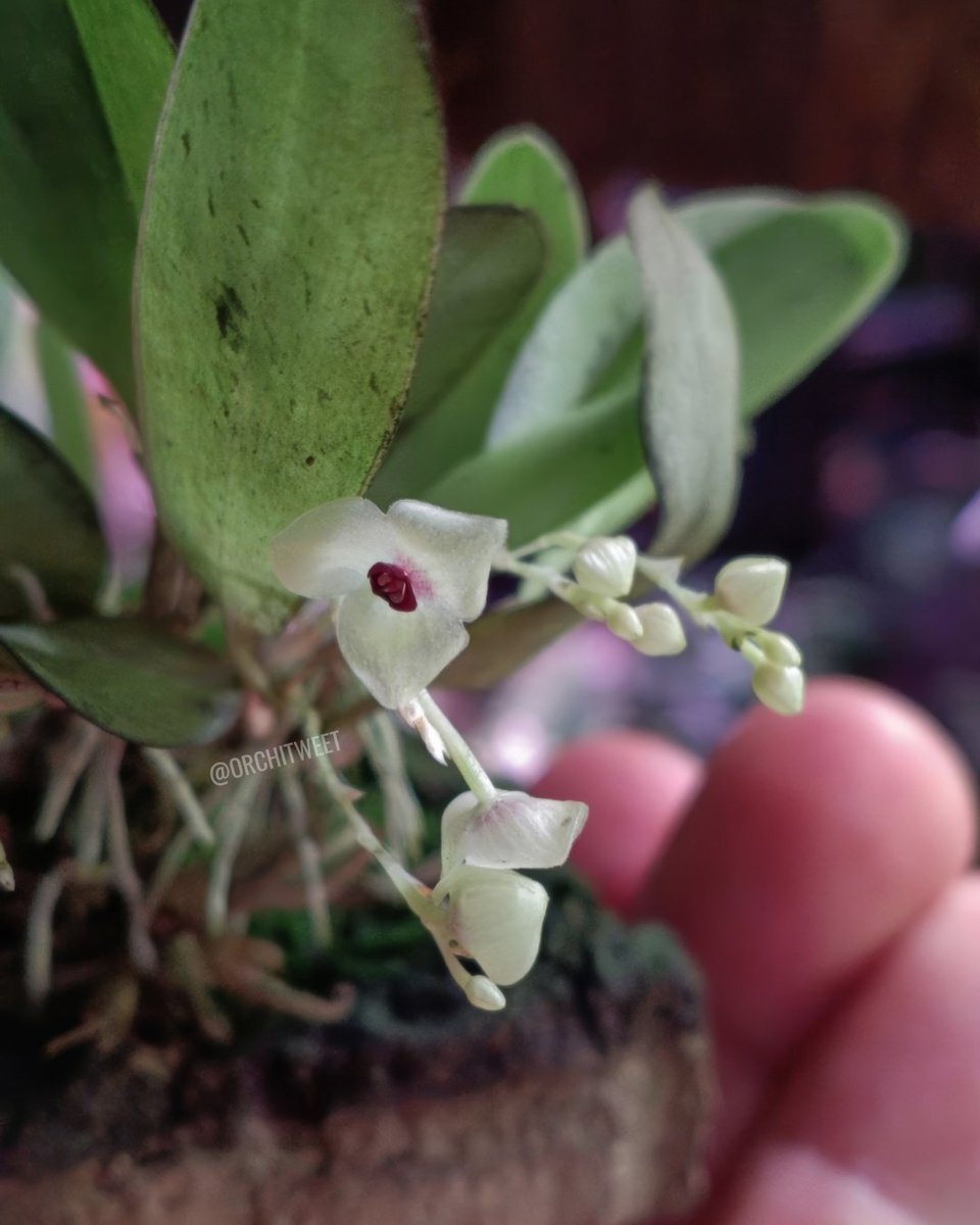 Orchidofilia tweet media