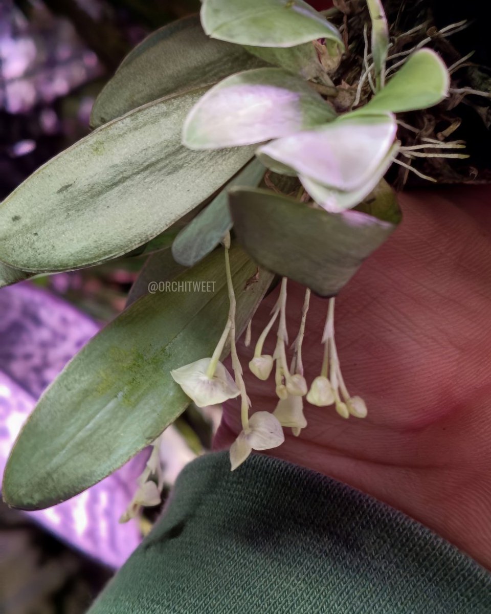 Orchidofilia tweet media