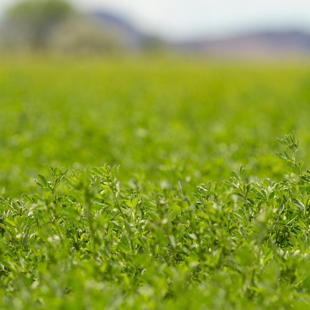 Visit Fallon tweet media