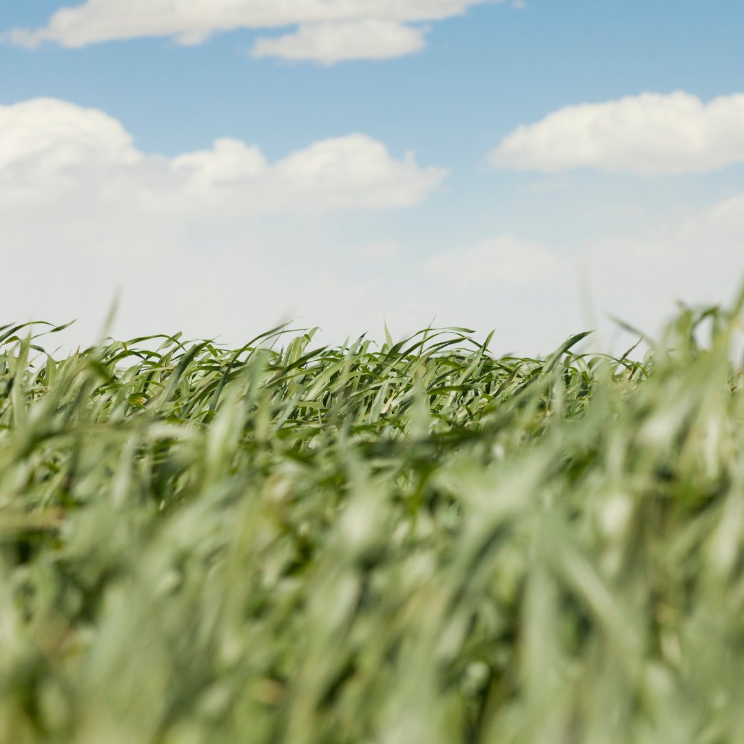 Visit Fallon tweet media