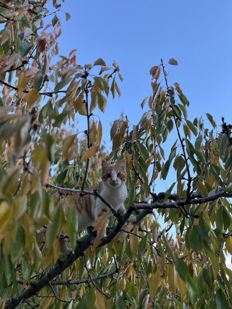 aduruaylin's tweet photo. benzer işler 🧡 https://t.co/wyKA2ChuPj
