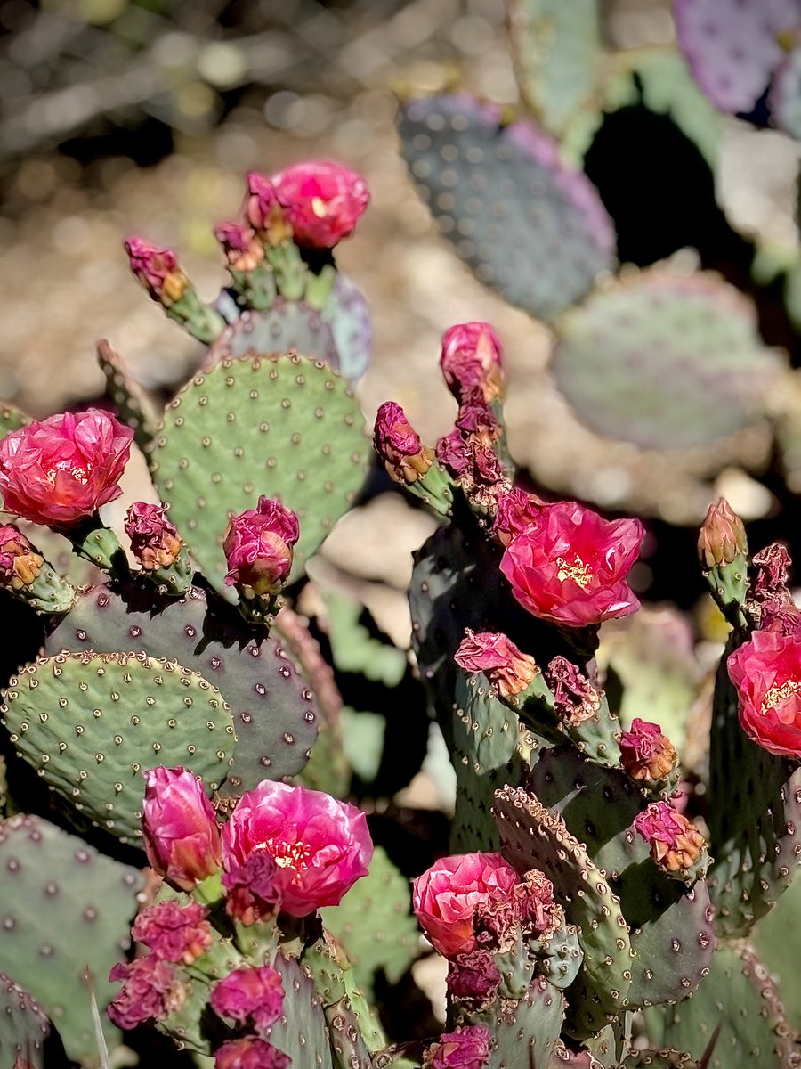 🌺 Jennifer 🌺 tweet media