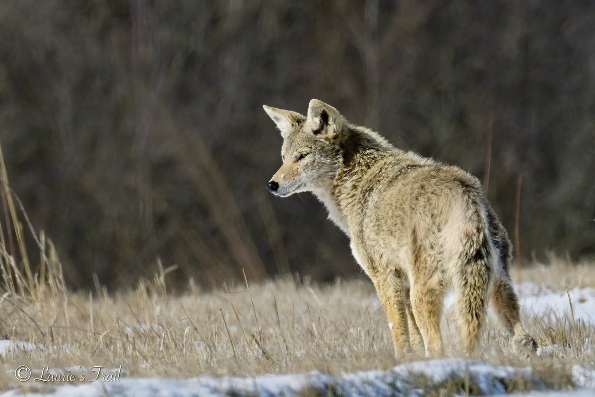 WillCoForestPreserve tweet media