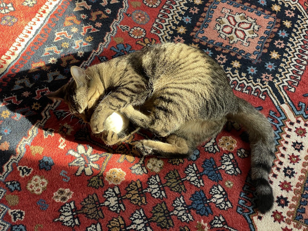 Nina Paley tweet media