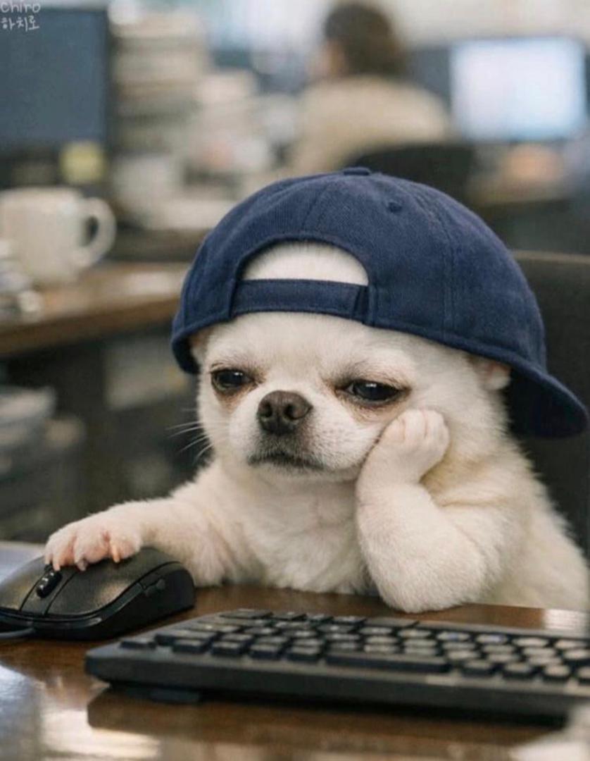 Yusuph Adedayo🥚 tweet media