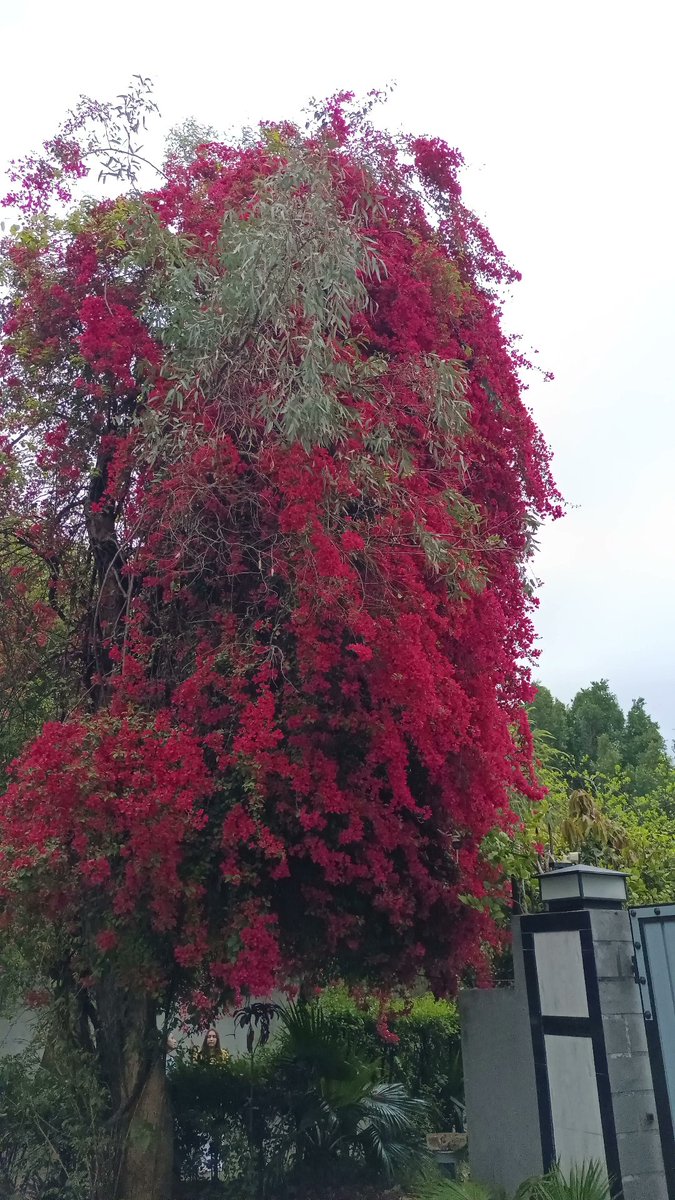 Behram Qazi 🇵🇰 🇨🇦 tweet media