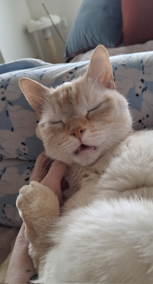 baby dog tweet media