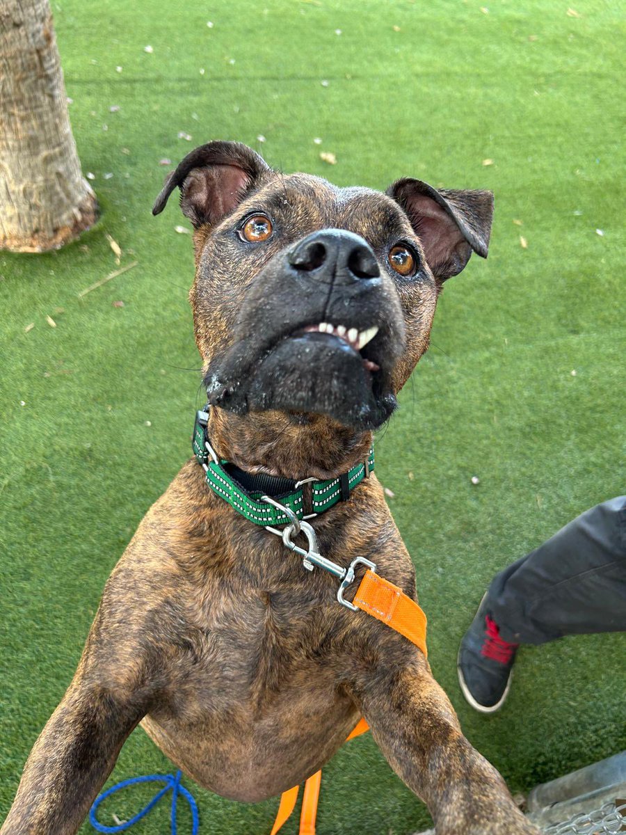 Miami-Dade County Animal Services tweet media