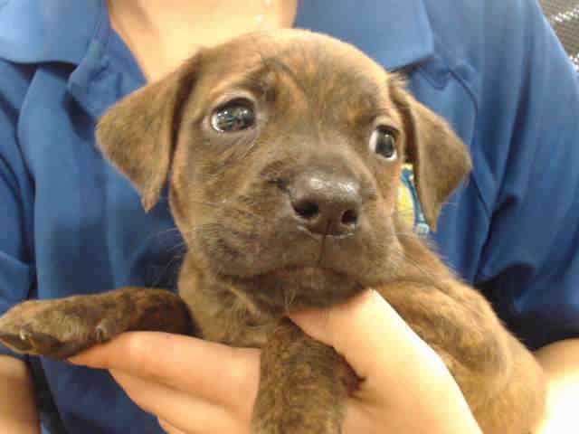 Miami-Dade County Animal Services tweet media