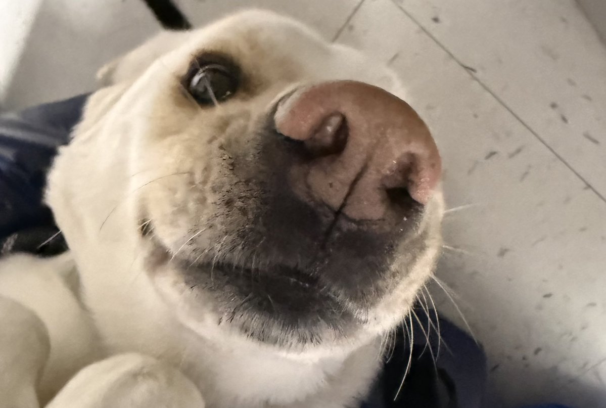 은여우 tweet media