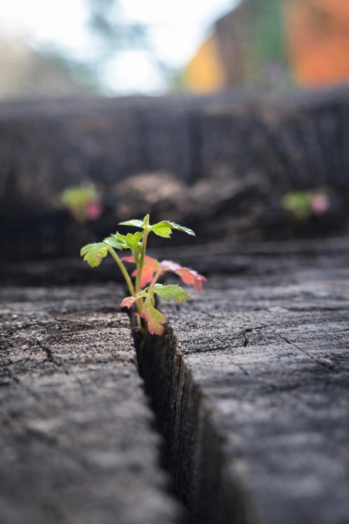 yanivt77 tweet media