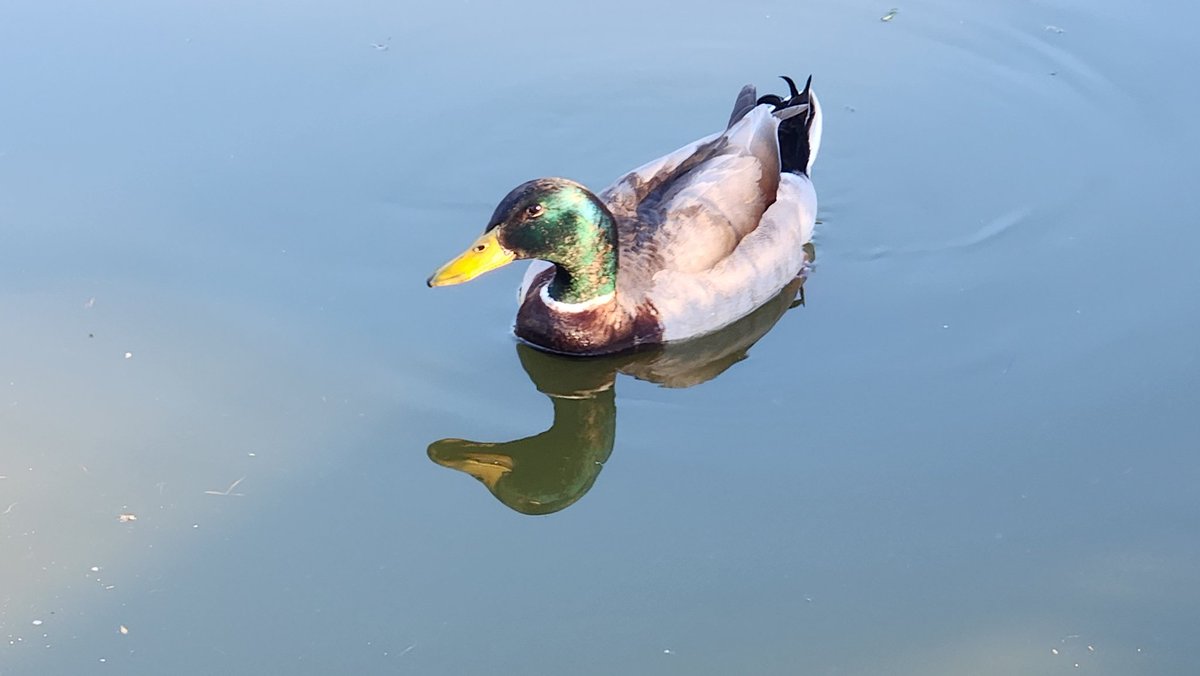 Vi 🏳️‍🌈 🏳️‍⚧️ tweet media