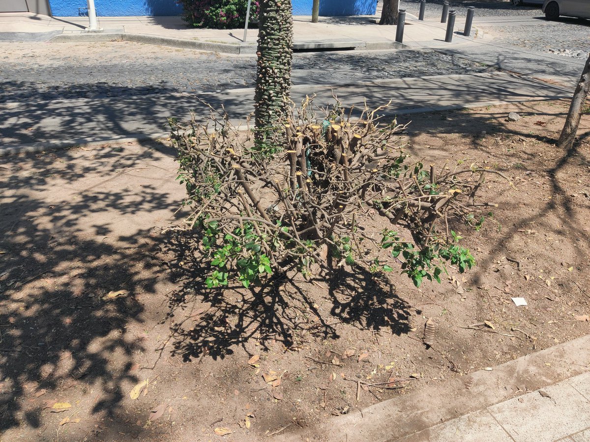 redarbol's tweet photo. S.O.S. Vecinos de la colonia Seattle nos reportan que un bruto descerebrado está desmochando todos los arbustos y plantas del camellón Aurelio Ortega, sin técnica ni sentido y en el peor momento del año. @JuanJoseFrangie @ServiciosZap @AmbienteZapopan @Linea_Zapopan @ZapopanGob https://t.co/bV0HlLJAMa