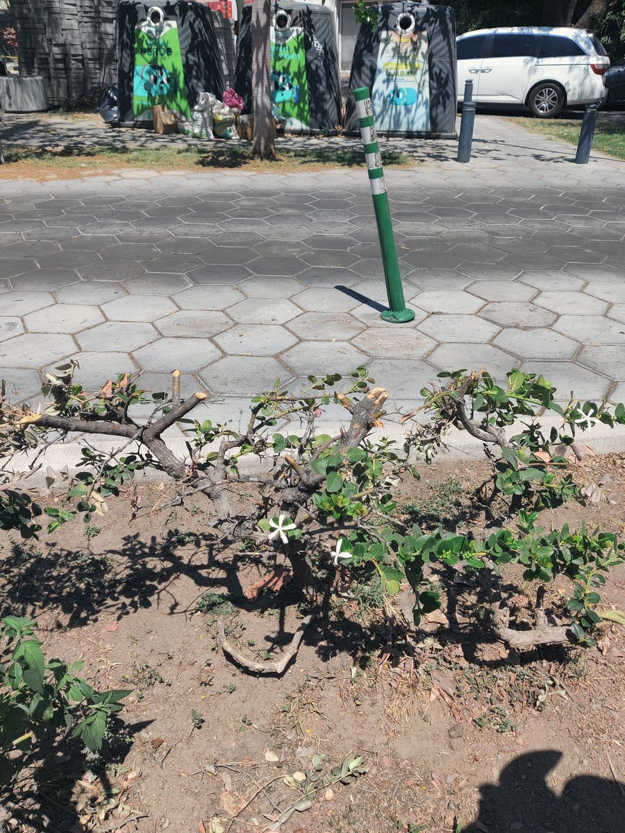 redarbol's tweet photo. S.O.S. Vecinos de la colonia Seattle nos reportan que un bruto descerebrado está desmochando todos los arbustos y plantas del camellón Aurelio Ortega, sin técnica ni sentido y en el peor momento del año. @JuanJoseFrangie @ServiciosZap @AmbienteZapopan @Linea_Zapopan @ZapopanGob https://t.co/bV0HlLJAMa