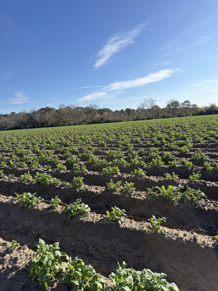 Bryce Sutherland tweet media