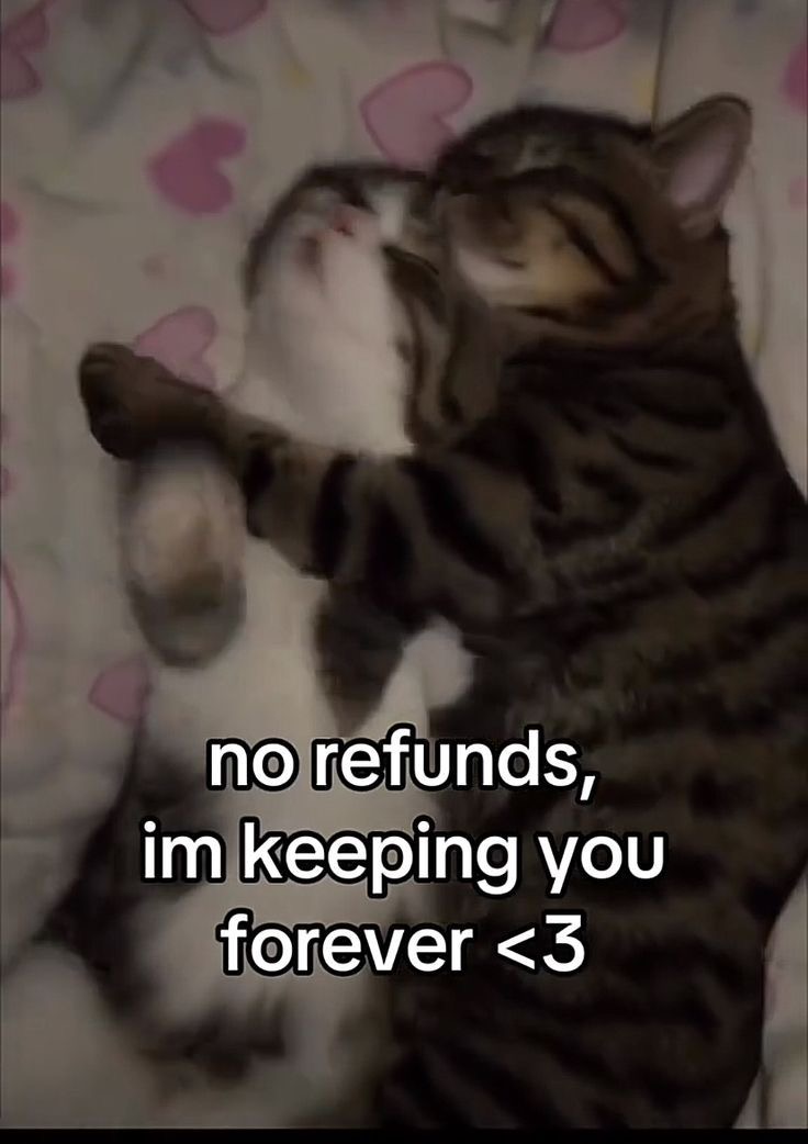 messages. tweet media