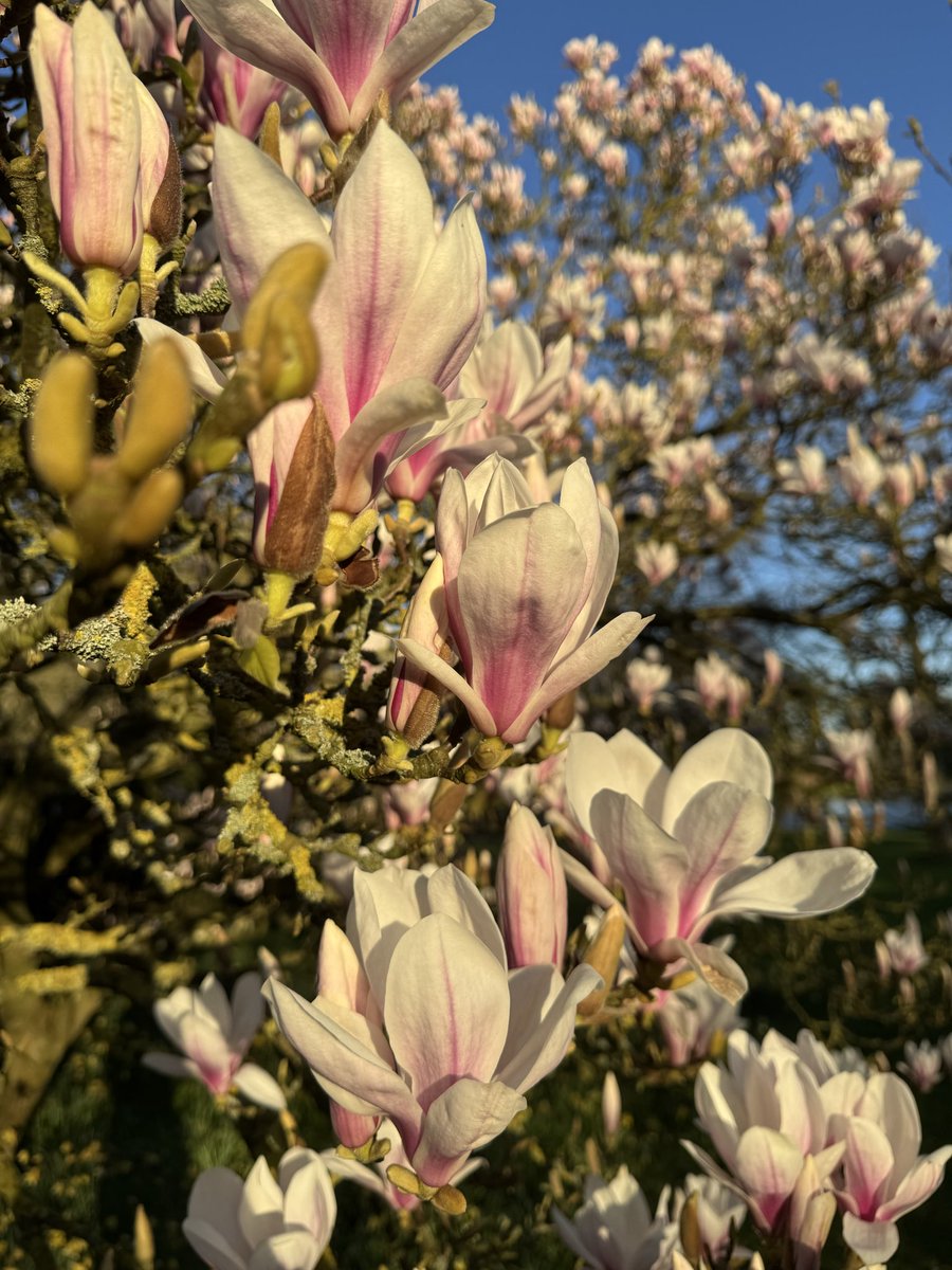 Dr Ally Louks tweet media