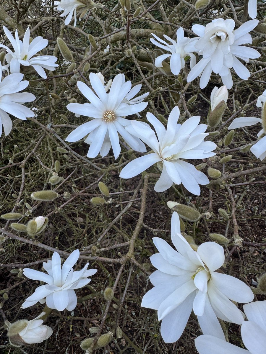 Dr Ally Louks tweet media