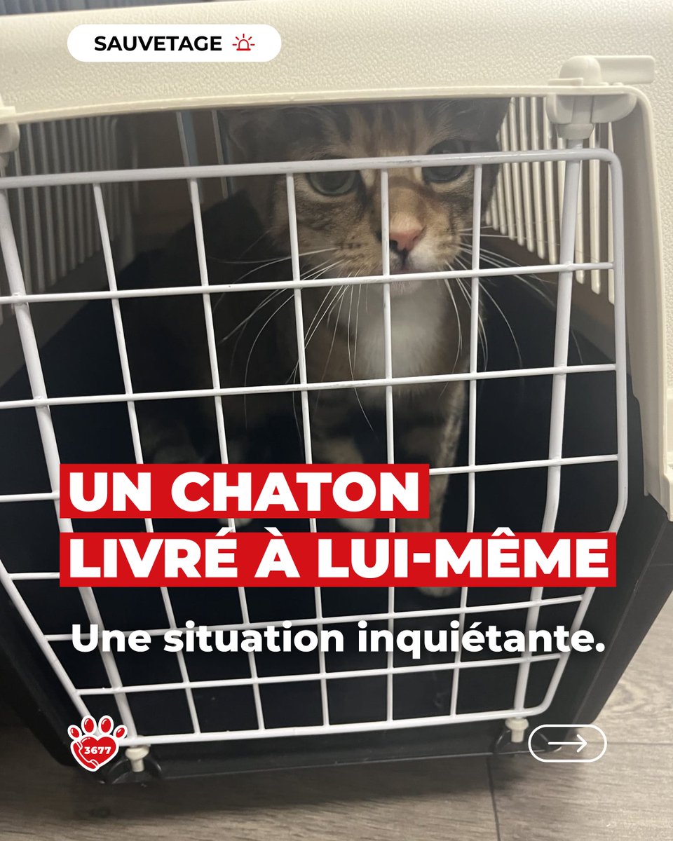SOS Maltraitance Animale tweet media