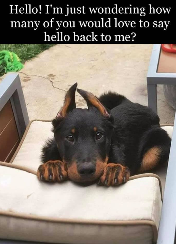 Best in Dogs tweet media