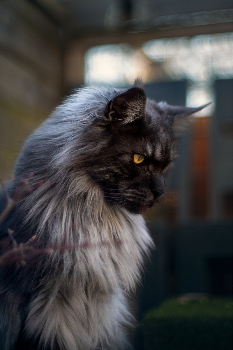MCTeun's tweet photo. Foto van mij. Geschoten met de Pentax Asahi SuperTakumar lens van 55 jaar oud... https://t.co/pGSQyd6OmI