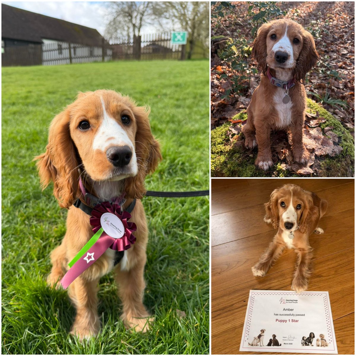 Hearing Dogs for Deaf People tweet media
