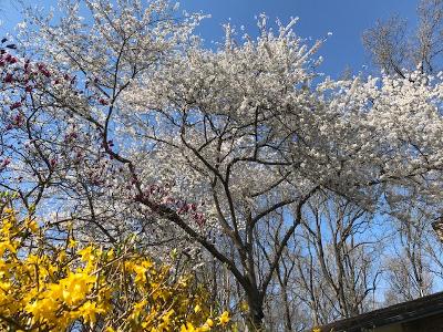 Chris Laudicina tweet media