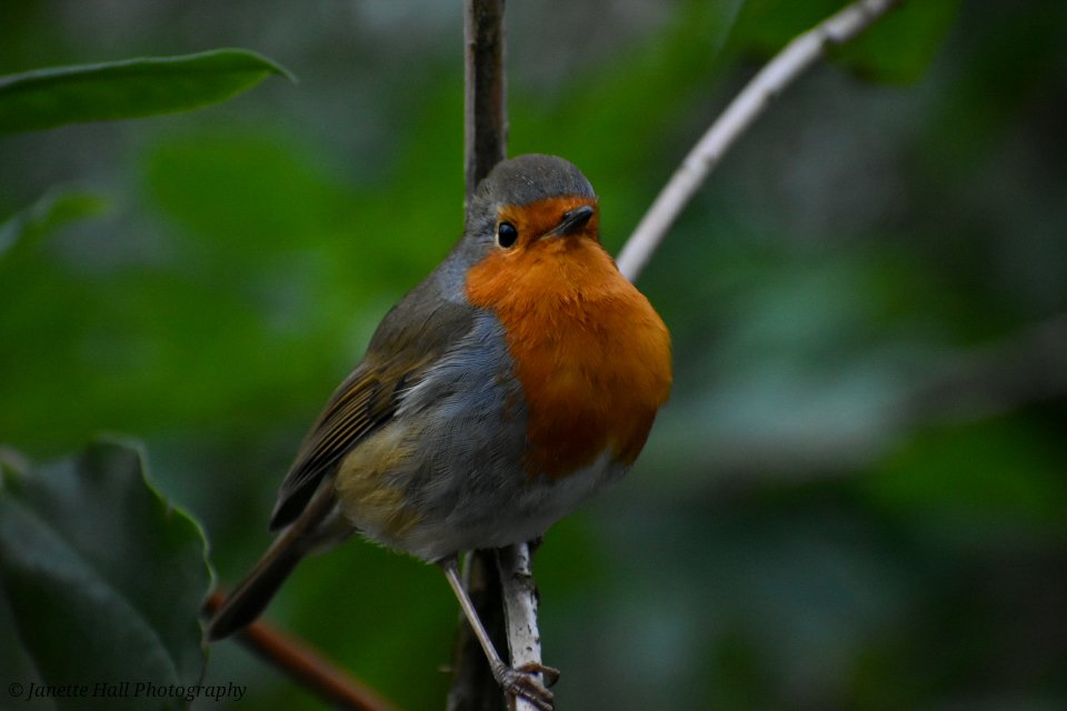 Janette Hall86 tweet media