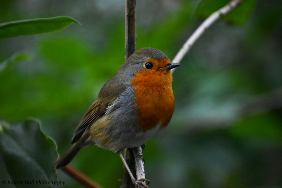 Janette Hall86 tweet media