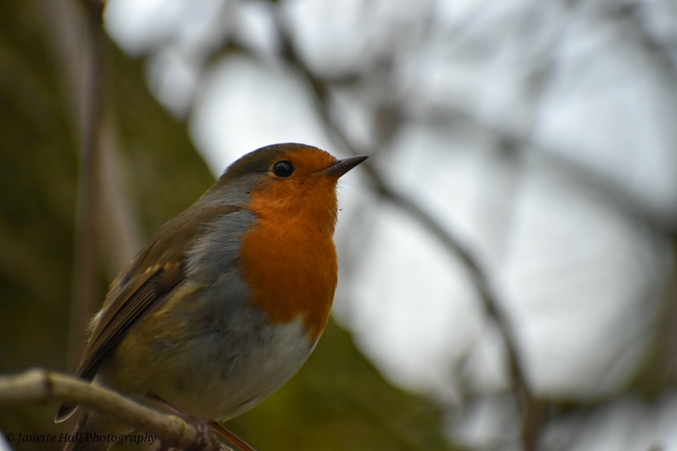 Janette Hall86 tweet media