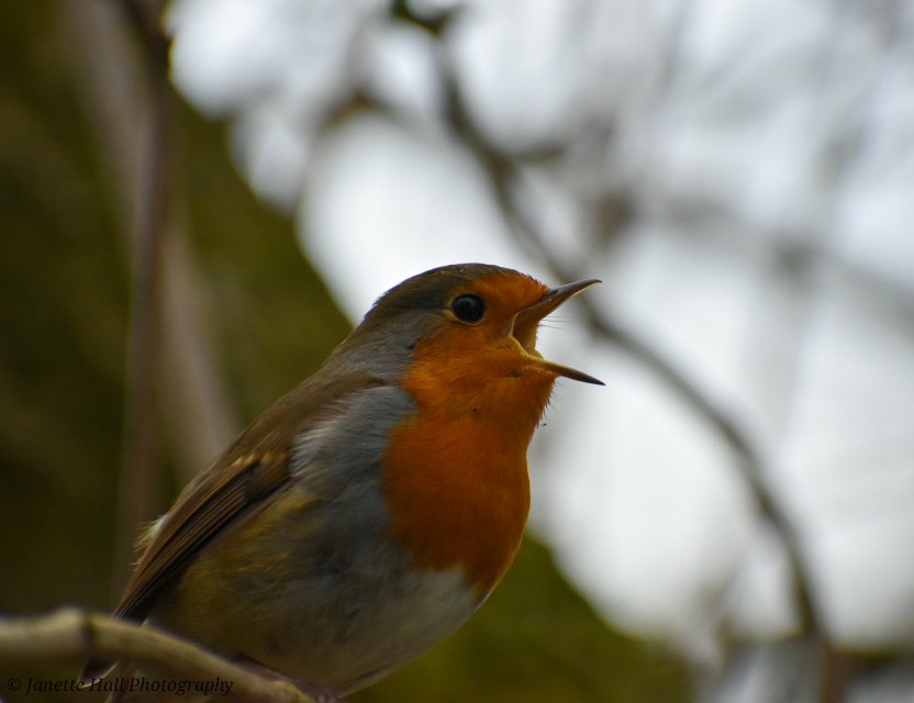 Janette Hall86 tweet media