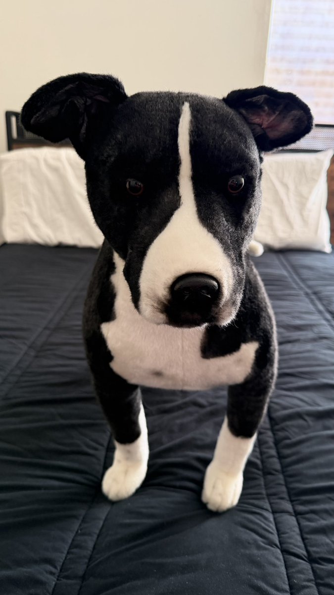 JayWarren111879's tweet photo. The cuddle clone of Stark that I ordered came in today.  The artists at Cuddle Clones did an excellent job. https://t.co/3CSA1HJn24