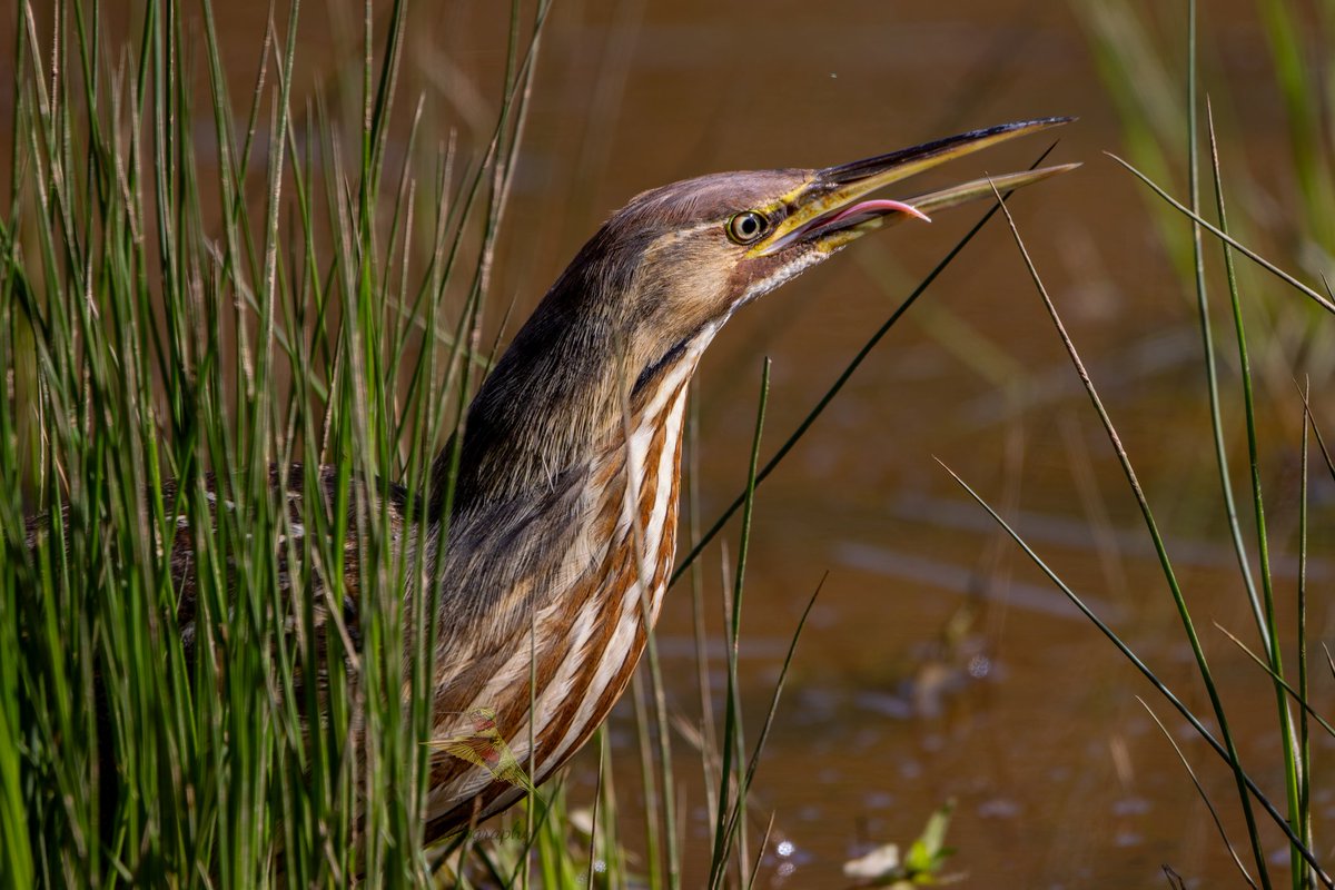 Avian Stalker tweet media
