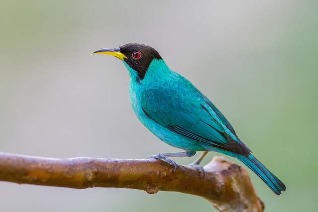 Aves do Brasil tweet media