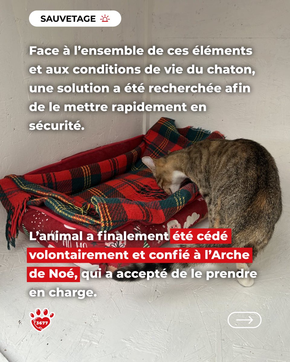 SOS Maltraitance Animale tweet media