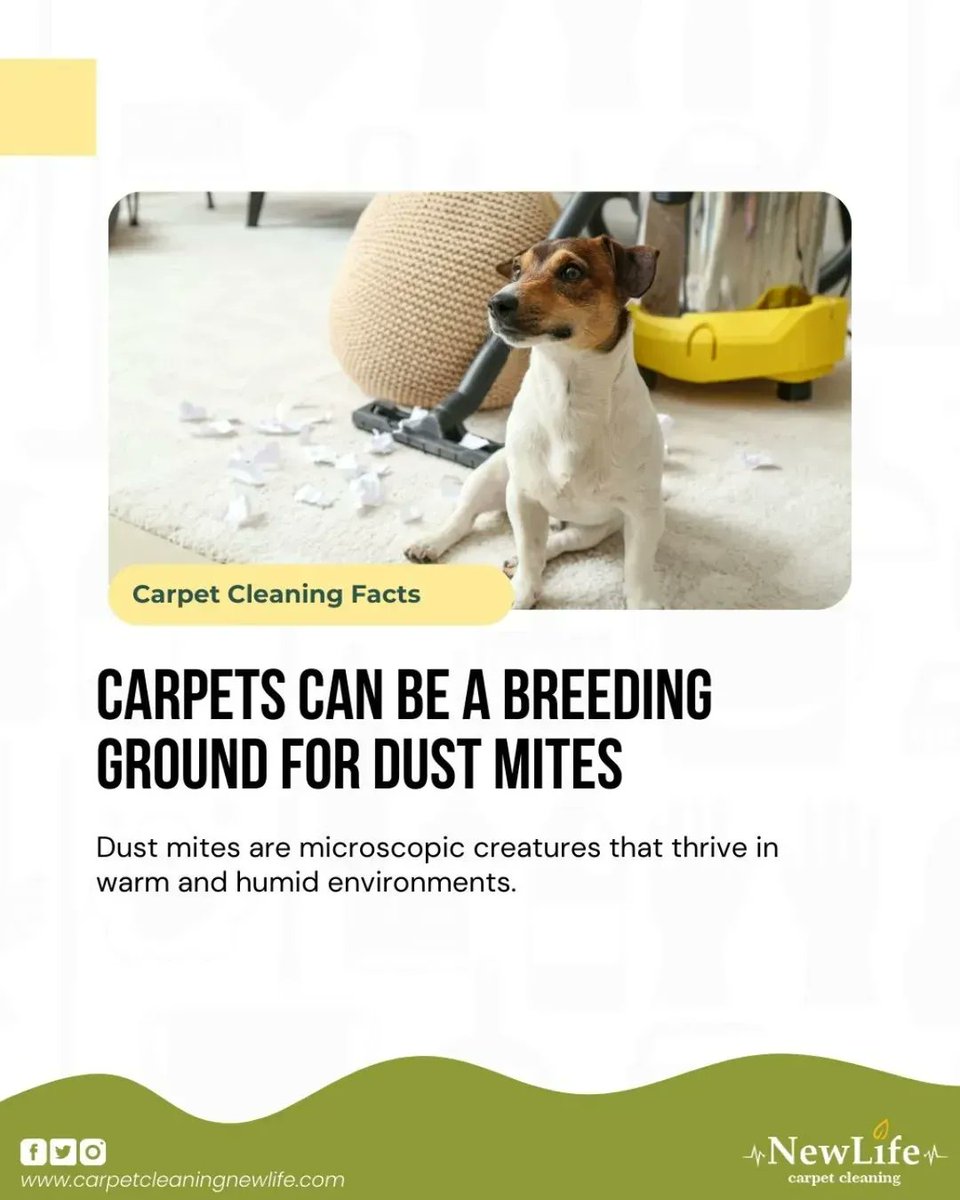 CarpetcleanZuev's tweet image. Dust mites are #microscopic creatures that thrive in warm and humid environments

Unfortunately, carpets provide the perfect #environment for dust mites to thrive

📞Call Now: 1 (415) 941-8921
💬Get a Free Estimate: carpetcleaningnewlife.com 
⭐Check our Yelp reviews: (link in bio)