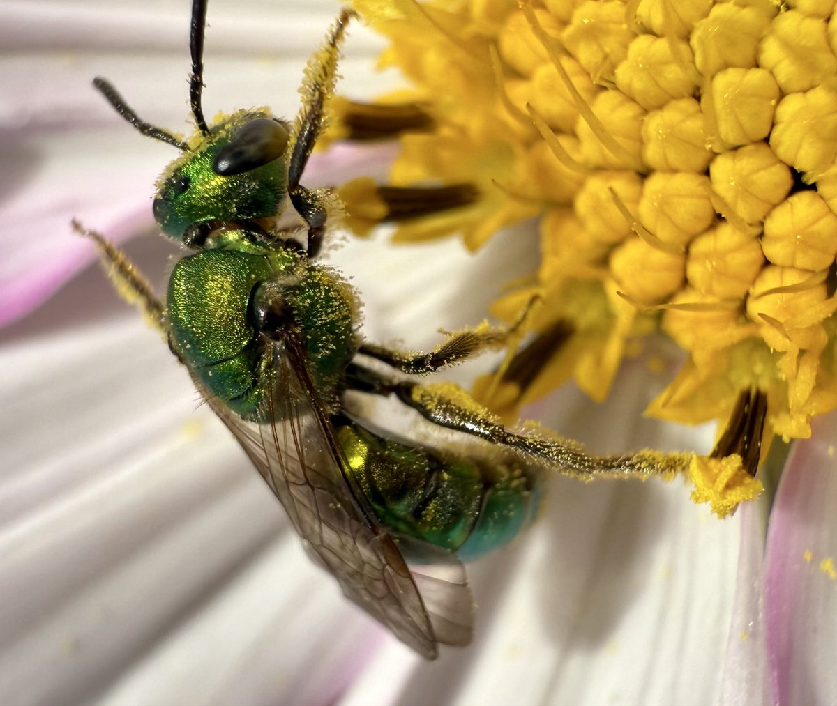 PC Philanthropy tweet media